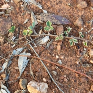 Kennedia prostrata at Suttons Dam - 22 Jun 2024