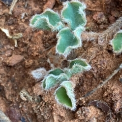 Kennedia prostrata at Suttons Dam - 22 Jun 2024