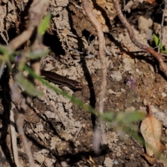 Eulamprus heatwolei (Yellow-bellied Water Skink) at Tidbinbilla Nature Reserve - 7 Mar 2021 by JimL