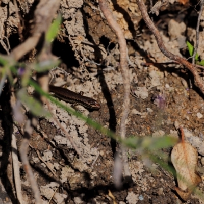 Eulamprus heatwolei (Yellow-bellied Water Skink) at Tidbinbilla Nature Reserve - 7 Mar 2021 by JimL