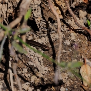 Eulamprus heatwolei at Tidbinbilla Nature Reserve - 7 Mar 2021