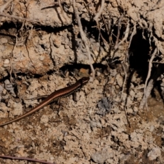 Eulamprus heatwolei at Tidbinbilla Nature Reserve - 7 Mar 2021 03:39 PM