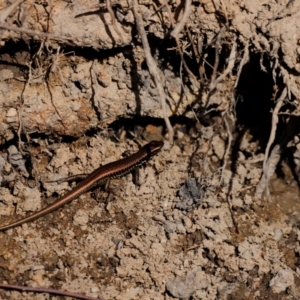 Eulamprus heatwolei at Tidbinbilla Nature Reserve - 7 Mar 2021