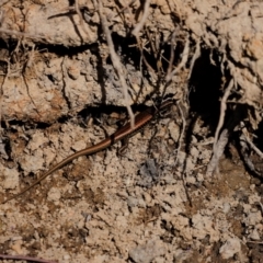 Eulamprus heatwolei at Tidbinbilla Nature Reserve - 7 Mar 2021