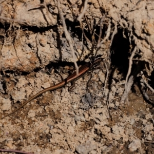 Eulamprus heatwolei at Tidbinbilla Nature Reserve - 7 Mar 2021