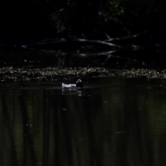 Biziura lobata (Musk Duck) at Tidbinbilla Nature Reserve - 7 Mar 2021 by JimL