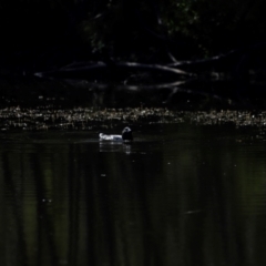 Biziura lobata (Musk Duck) at Tidbinbilla Nature Reserve - 7 Mar 2021 by JimL