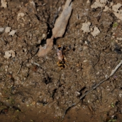 Sceliphron sp. (formosum or laetum) (Sceliphron mud dauber wasp) at Tidbinbilla Nature Reserve - 7 Mar 2021 by JimL