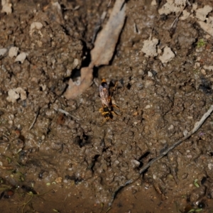 Sceliphron sp. (formosum or laetum) at Tidbinbilla Nature Reserve - 7 Mar 2021