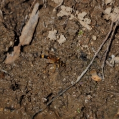 Sceliphron sp. (formosum or laetum) at Tidbinbilla Nature Reserve - 7 Mar 2021