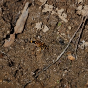 Sceliphron sp. (formosum or laetum) at Tidbinbilla Nature Reserve - 7 Mar 2021