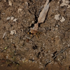 Sceliphron sp. (formosum or laetum) at Tidbinbilla Nature Reserve - 7 Mar 2021