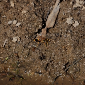 Sceliphron sp. (formosum or laetum) at Tidbinbilla Nature Reserve - 7 Mar 2021