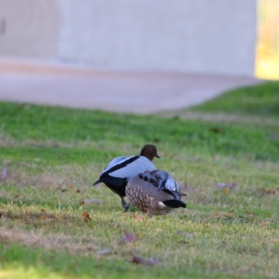 Chenonetta jubata (Australian Wood Duck) at Apsley, NSW - 19 Jun 2024 by MB