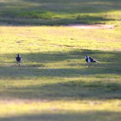 Grallina cyanoleuca (Magpie-lark) at Apsley, NSW - 19 Jun 2024 by MB