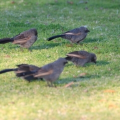 Struthidea cinerea (Apostlebird) at Apsley, NSW - 19 Jun 2024 by MB