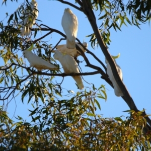 Cacatua galerita at Apsley, NSW - 19 Jun 2024