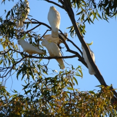 Cacatua galerita (Sulphur-crested Cockatoo) at Apsley, NSW - 19 Jun 2024 by MB