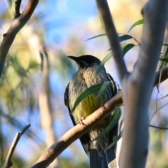 Anthochaera carunculata (Red Wattlebird) at Apsley, NSW - 19 Jun 2024 by MB