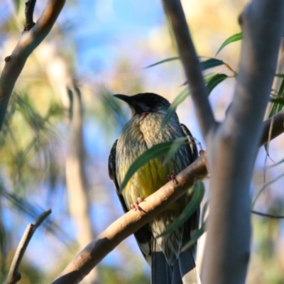 Anthochaera carunculata (Red Wattlebird) at Apsley, NSW - 19 Jun 2024 by MB