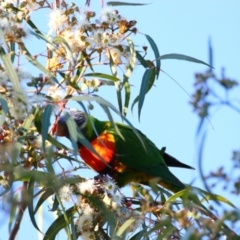 Trichoglossus moluccanus (Rainbow Lorikeet) at Apsley, NSW - 19 Jun 2024 by MB