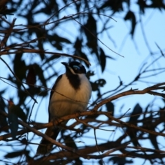 Entomyzon cyanotis (Blue-faced Honeyeater) at Apsley, NSW - 19 Jun 2024 by MB