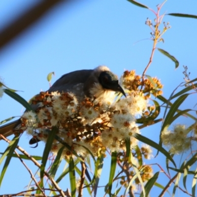 Philemon corniculatus (Noisy Friarbird) at Apsley, NSW - 19 Jun 2024 by MB