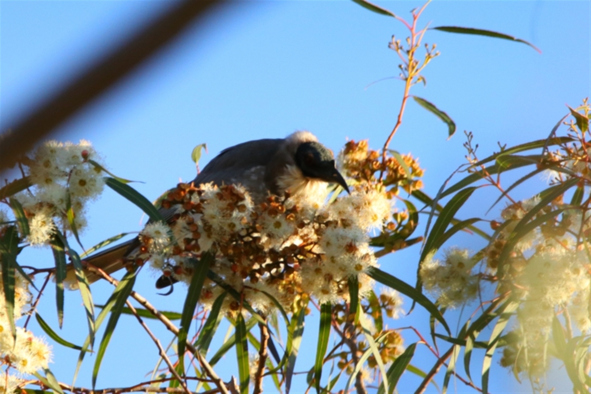Philemon corniculatus at Apsley, NSW - 19 Jun 2024 04:21 PM