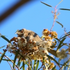 Philemon corniculatus at Apsley, NSW - 19 Jun 2024 04:21 PM