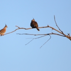 Ocyphaps lophotes (Crested Pigeon) at Apsley, NSW - 19 Jun 2024 by MB