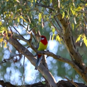 Platycercus eximius at Apsley, NSW - 19 Jun 2024