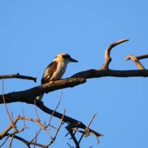 Dacelo novaeguineae at Apsley, NSW - 19 Jun 2024