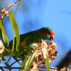 Glossopsitta concinna at Apsley, NSW - 19 Jun 2024