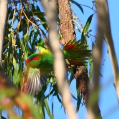 Glossopsitta concinna at Apsley, NSW - 19 Jun 2024