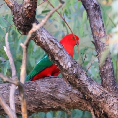 Alisterus scapularis (Australian King-Parrot) at Apsley, NSW - 19 Jun 2024 by MB
