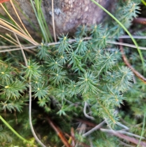 Acrotriche serrulata at Cooleman Ridge - 22 Jun 2024