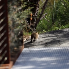 Isoodon obesulus obesulus at Tidbinbilla Nature Reserve - 7 Mar 2021