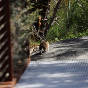 Isoodon obesulus obesulus at Tidbinbilla Nature Reserve - 7 Mar 2021