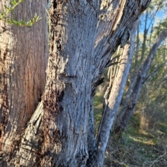 Eucalyptus dives (Broad-leaved Peppermint) at Cooleman Ridge - 22 Jun 2024 by BethanyDunne