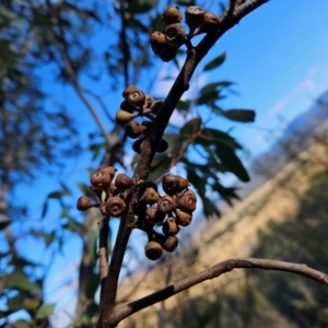 Eucalyptus dives at Cooleman Ridge - 22 Jun 2024