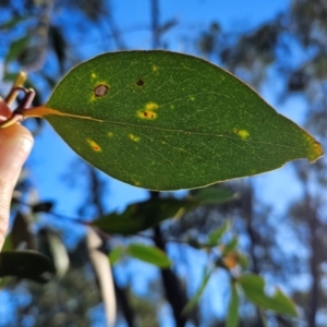 Eucalyptus dives at Cooleman Ridge - 22 Jun 2024