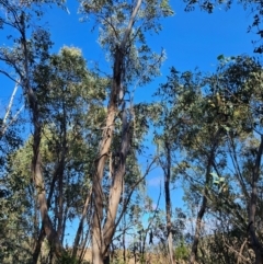 Eucalyptus dives at Cooleman Ridge - 22 Jun 2024