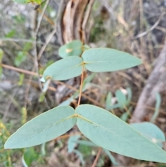 Eucalyptus dives at Cooleman Ridge - 22 Jun 2024