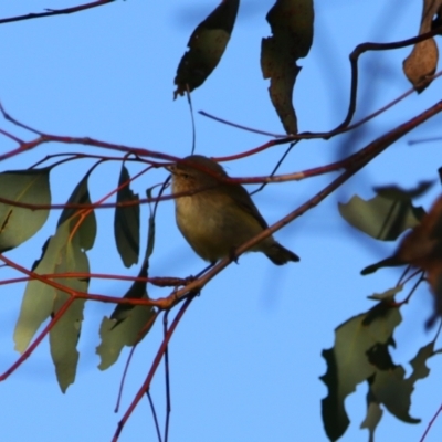 Smicrornis brevirostris (Weebill) at Apsley, NSW - 19 Jun 2024 by MB