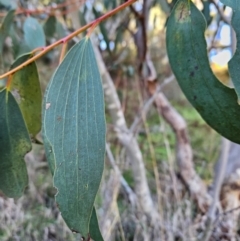 Eucalyptus pauciflora subsp. pauciflora (White Sally, Snow Gum) at Cooleman Ridge - 22 Jun 2024 by BethanyDunne