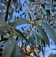 Eucalyptus pauciflora subsp. pauciflora at Cooleman Ridge - 22 Jun 2024