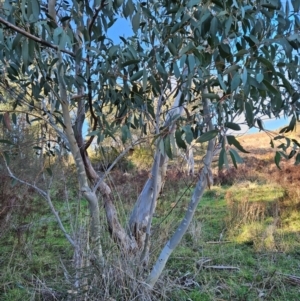 Eucalyptus pauciflora subsp. pauciflora at Cooleman Ridge - 22 Jun 2024