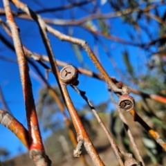 Eucalyptus pauciflora subsp. pauciflora at Cooleman Ridge - 22 Jun 2024