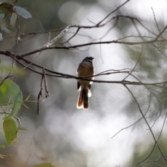 Rhipidura albiscapa (Grey Fantail) at Tidbinbilla Nature Reserve - 7 Mar 2021 by JimL