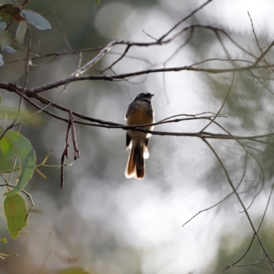 Rhipidura albiscapa (Grey Fantail) at Tidbinbilla Nature Reserve - 7 Mar 2021 by JimL